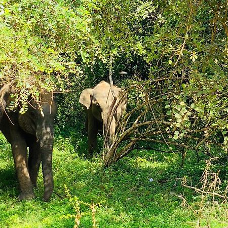 Attale Resort Tissamaharama Bagian luar foto