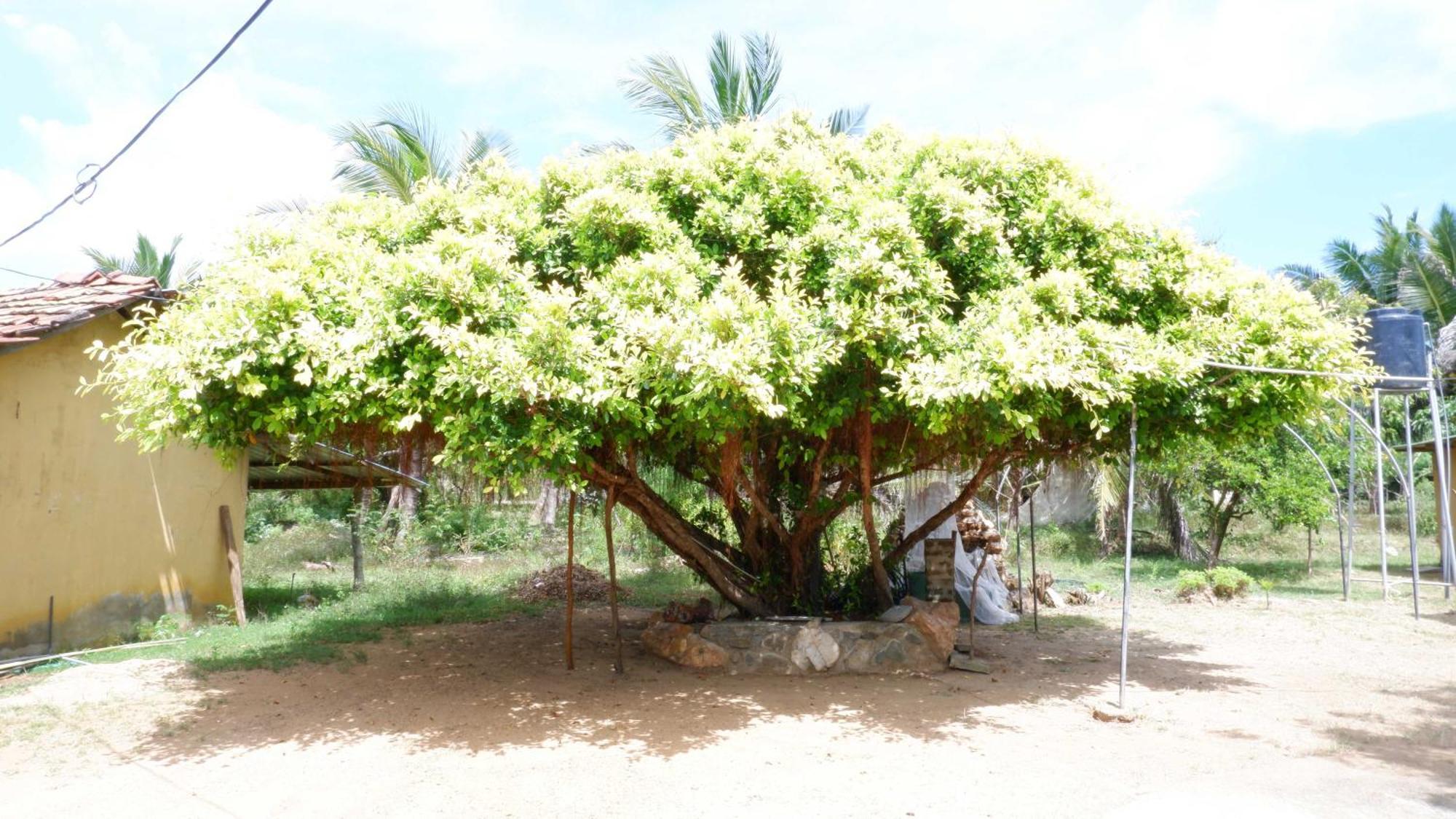 Attale Resort Tissamaharama Bagian luar foto