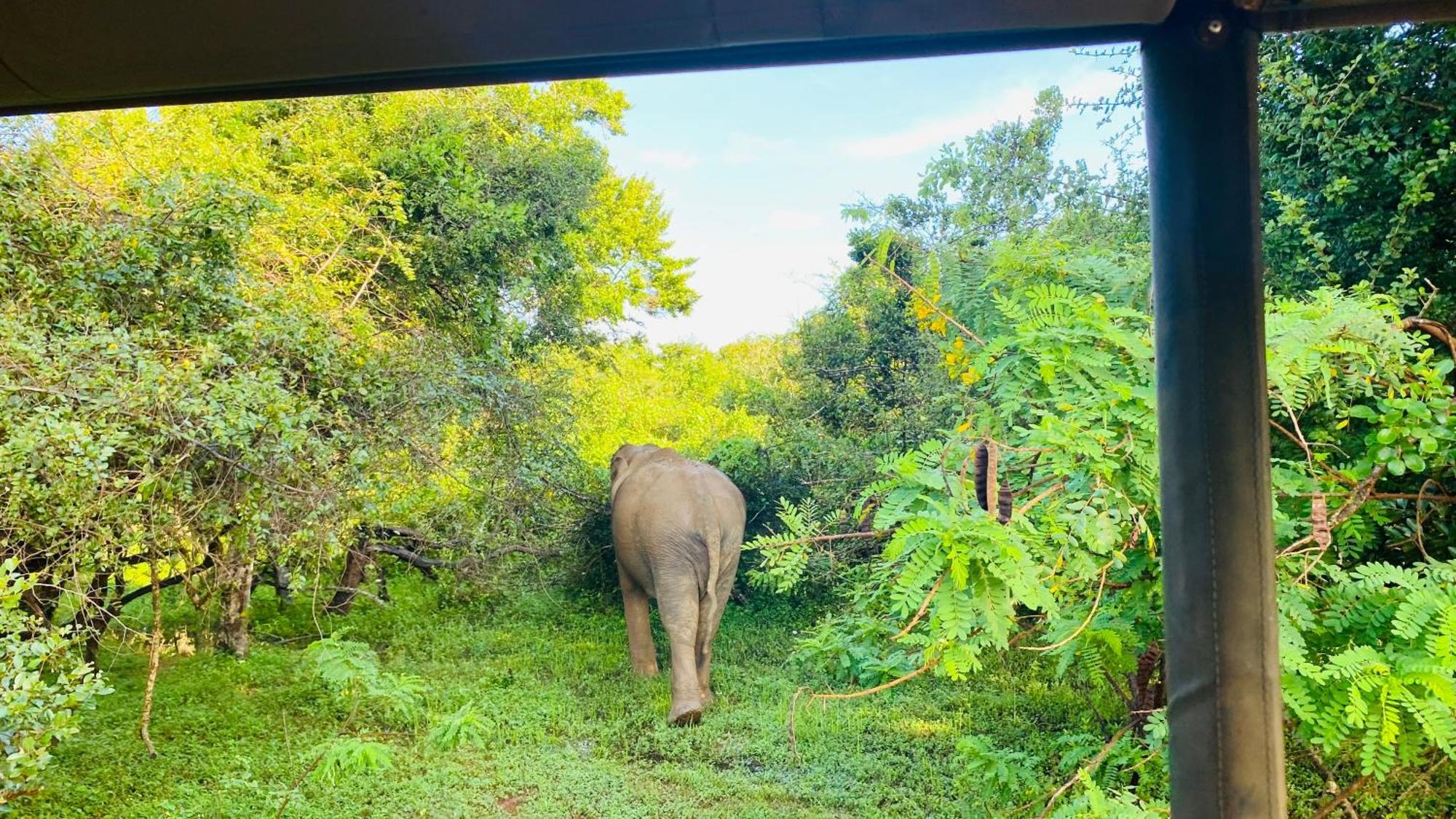 Attale Resort Tissamaharama Bagian luar foto